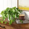 14" X 28" Artificial Pothos Plant In Pot - Threshold™ -Threshold GUEST 57699ef2 589a 4b55 b694 a6da246d0821